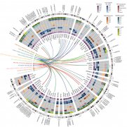 青岛医学院李志强传授团队正在国际顶尖学术期